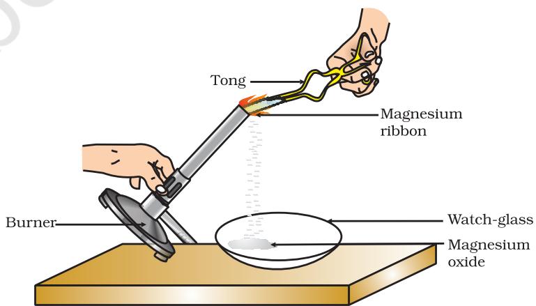 Figure 1.1 Burning of a magnesium ribbon in air and collection of magnesium oxide in a watch-glass