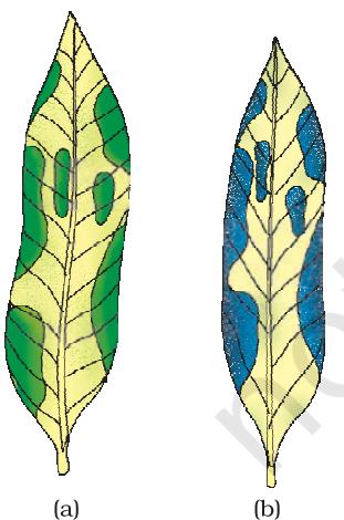 Figure 5.2 Variegated leaf (a) before and (b) after starch test