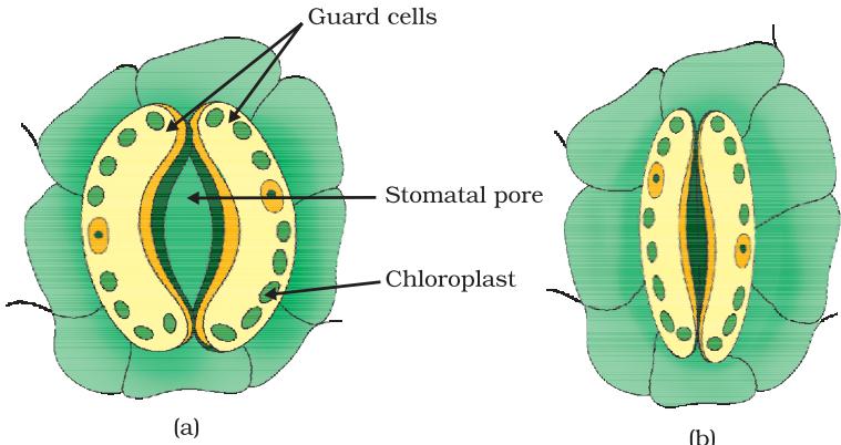 Figure 5.3 (a) Open and (b) closed stomatal pore