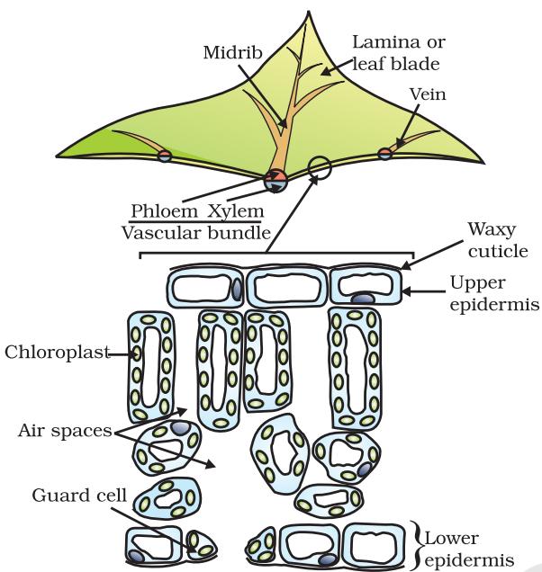 Figure 5.1 Cross-section of a leaf