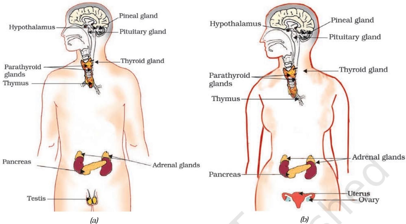 Figure 6.7 Endocrine glands in human beings (a) male, (b) female