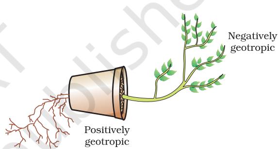 Figure 6.6 Plant showing geotropism