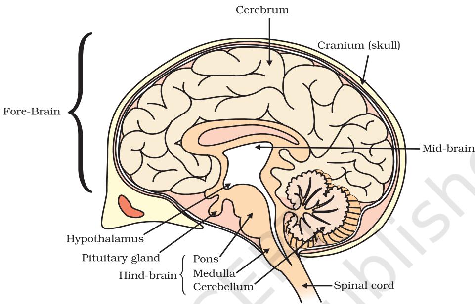 Figure 6.3 Human brain