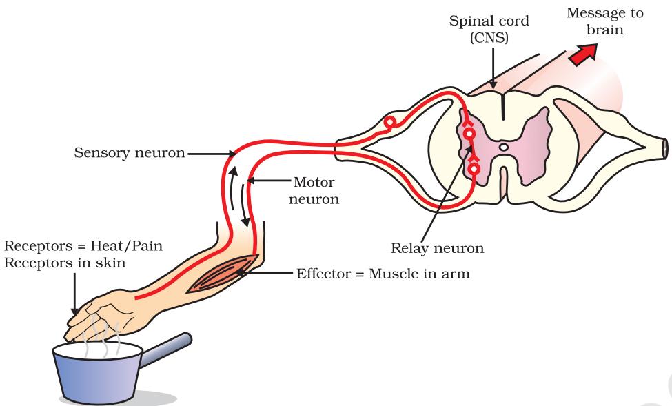 Figure 6.2 Reflex arc