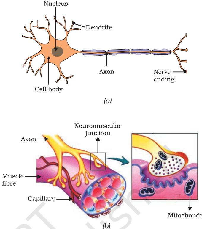 Figure 6.1 (a) Structure of neuron, (b) Neuromuscular junction