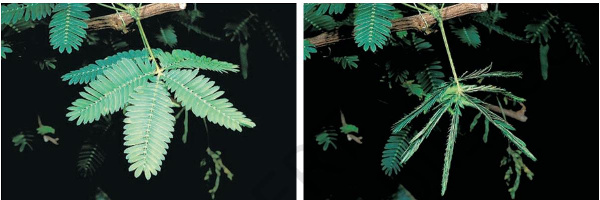 Figure 6.4 The sensitive plant