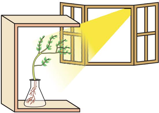 Figure 6.5 Response of the plant to the direction of light