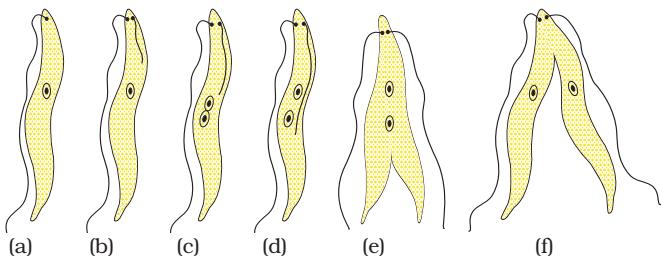 Figure 7.1(b) Binary fission in Leishmania