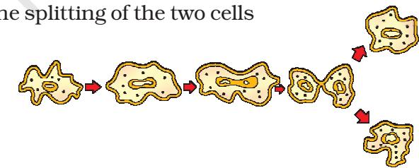 Figure 7.1(a) Binary fission in Amoeba