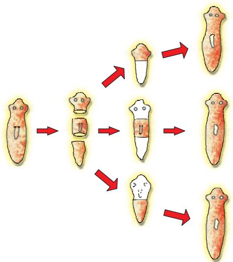 Figure 7.3 Regeneration in Planaria