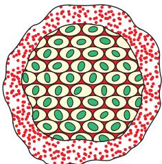 Figure 7.2 Multiple fission in Plasmodium