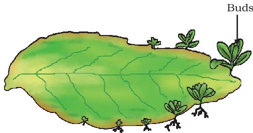Figure 7.5 Leaf of Bryophyllum with buds