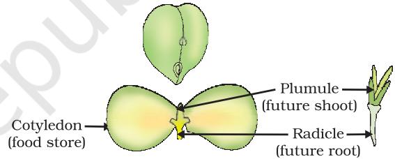 Figure 7.9 Germination