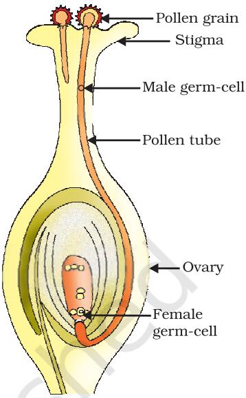Figure 7.8 Germination of pollen on stigma