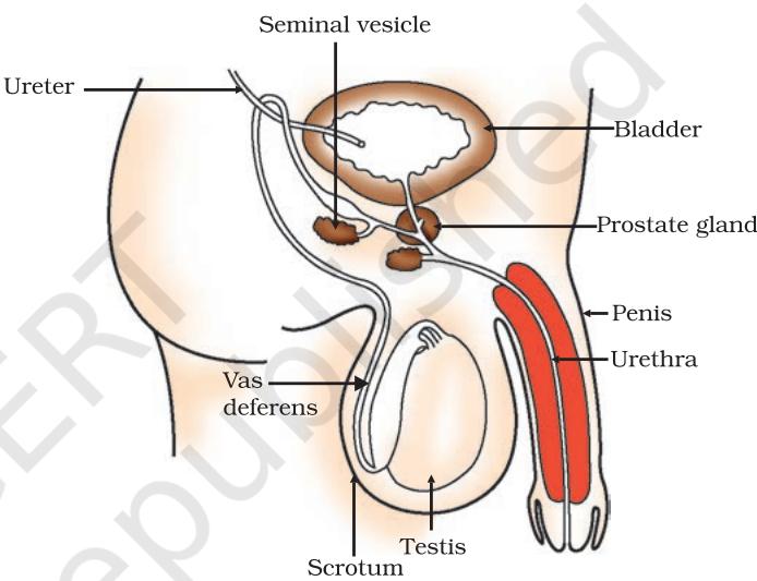 Figure 7.10 Human-male reproductive system