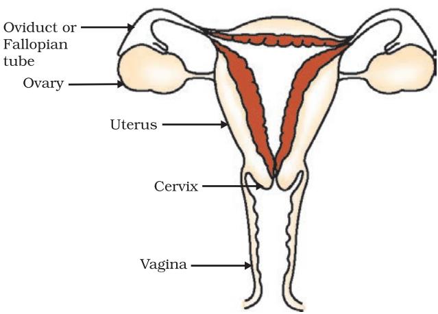 Figure 7.11 Human-female reproductive system