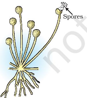 Figure 7.6 Spore formation in Rhizopus