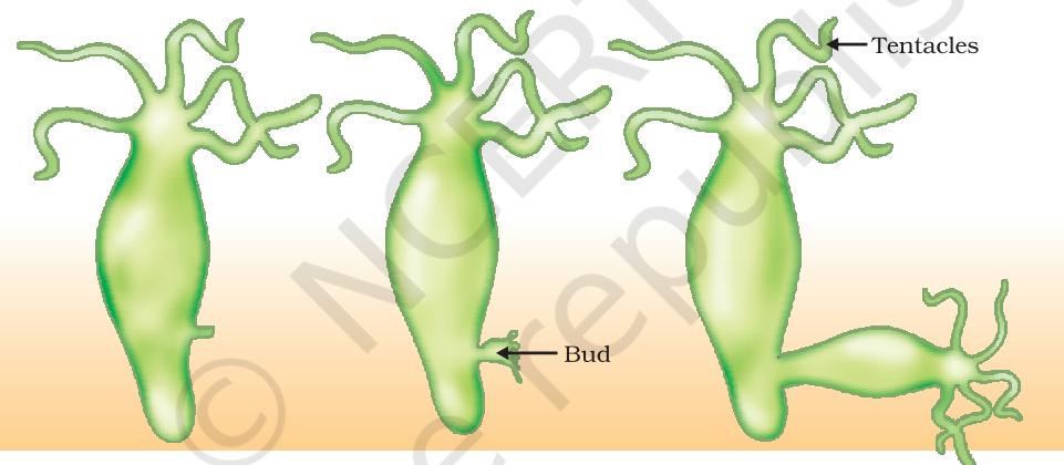 Figure 7.4 Budding in Hydra