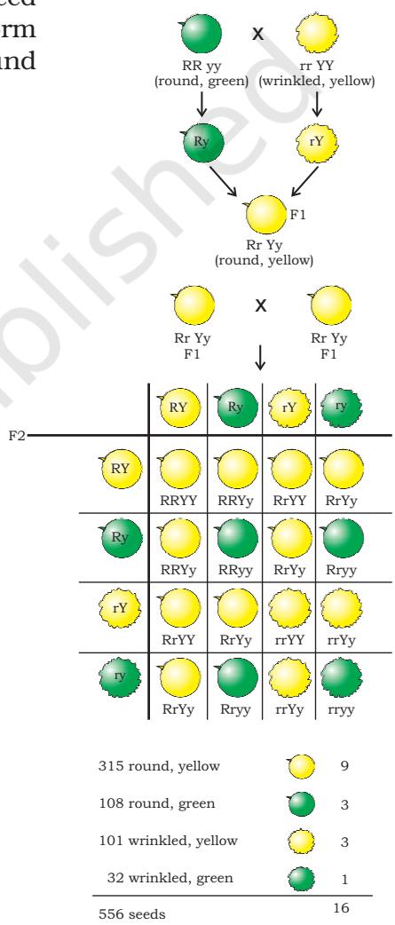Figure 8.5 Independent inheritance of two separate traits, shape and colour of seeds