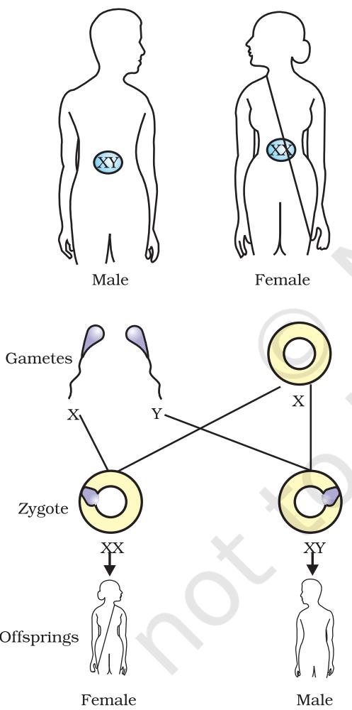 Figure 8.6 Sex determination in human beings