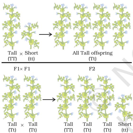 Figure 8.3 Inheritance of traits over two generations