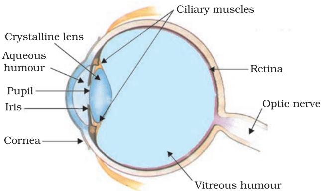 Figure 10.1 The human eye