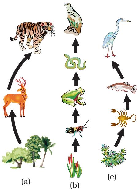 Figure 13.1 Food chain in nature (a) in forest, (b) in grassland and (c) in a pond