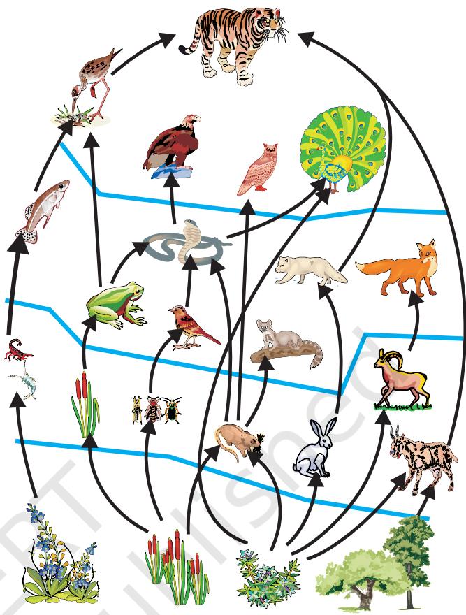 Figure 13.3 Food web, consisting of many food chains