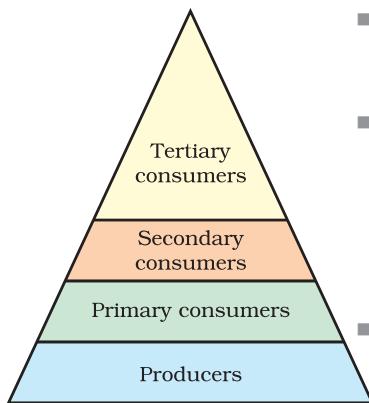 Figure 13.2 Trophic levels