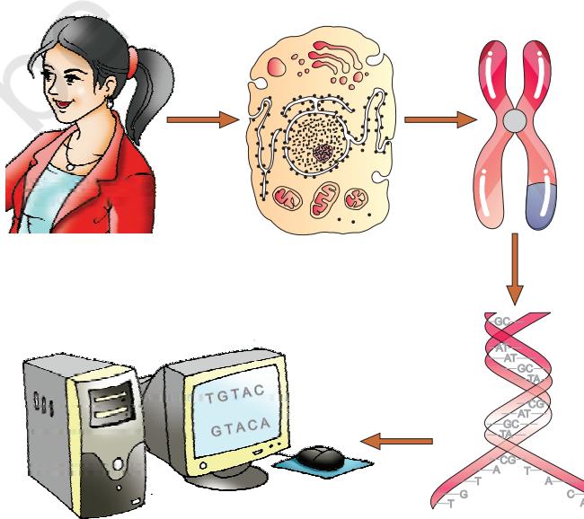Figure 5.15 A representative diagram of human genome project