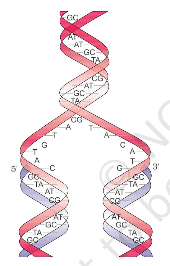 Figure 5.6 Watson-Crick model for semiconservative DNA replication