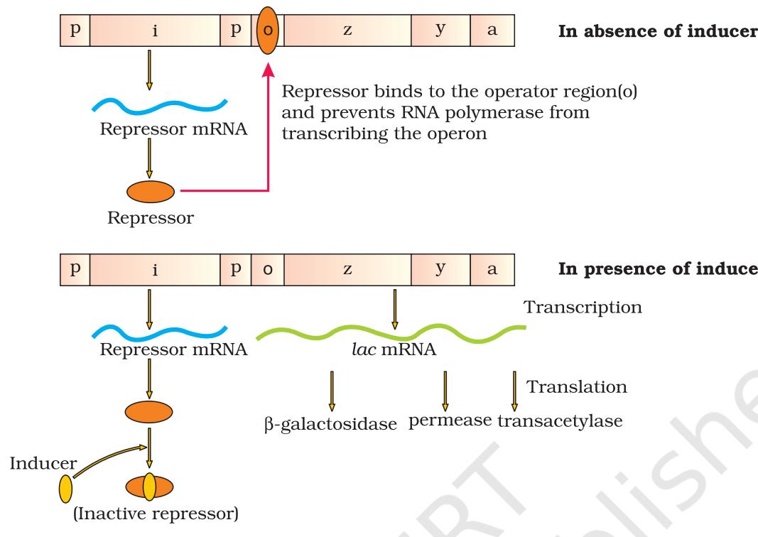 Figure 5.14 The lac Operon