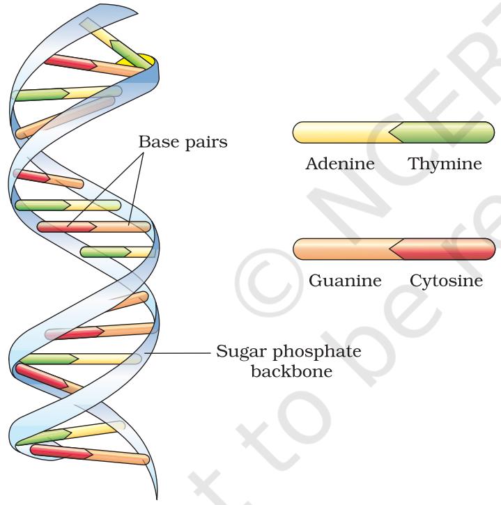 Figure 5.3 DNA double helix