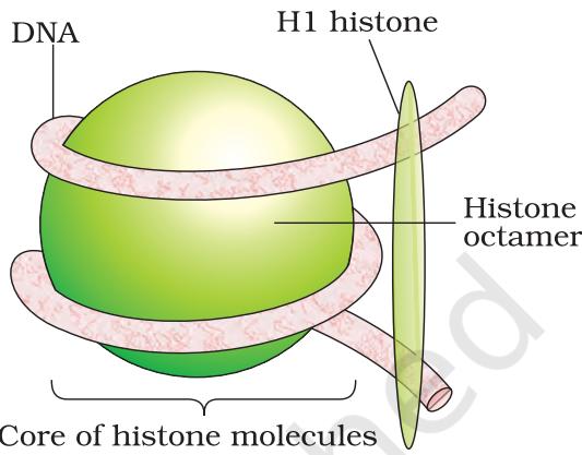 Figure 5.4a Nucleosome