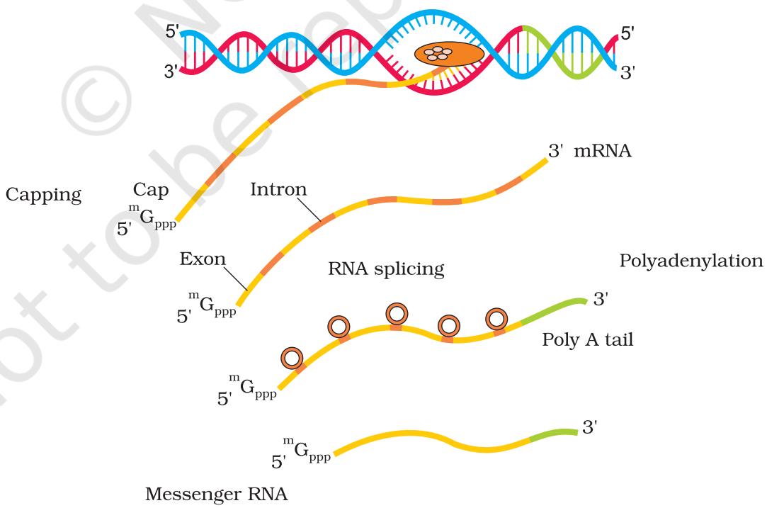 Figure 5.11 Process of Transcription in Eukaryotes
