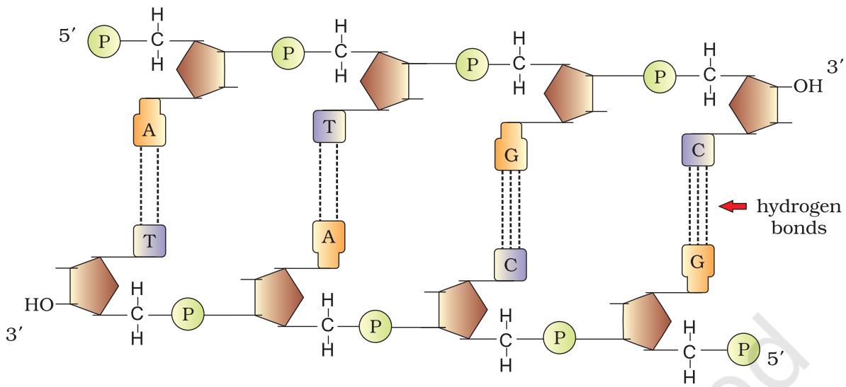 Figure 5.2 Double stranded polynucleotide chain