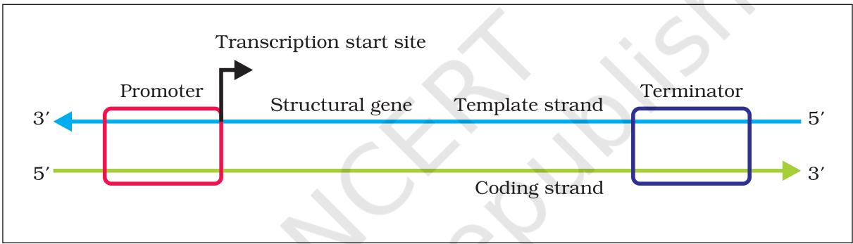 Figure 5.9 Schematic structure of a transcription unit