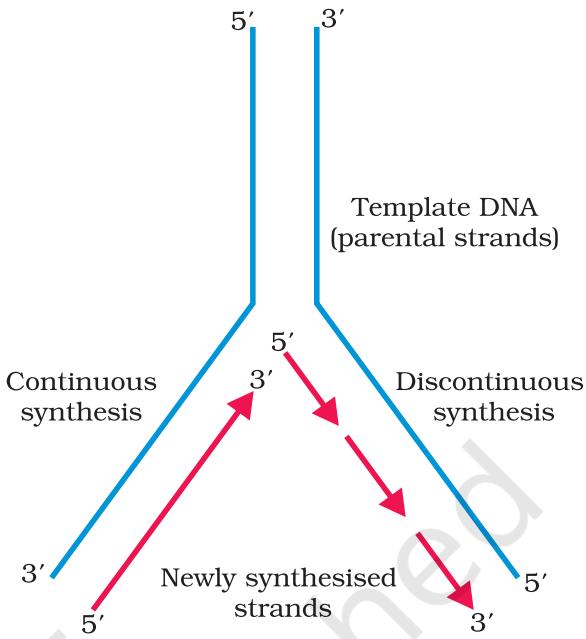 Figure 5.8 Replicating Fork