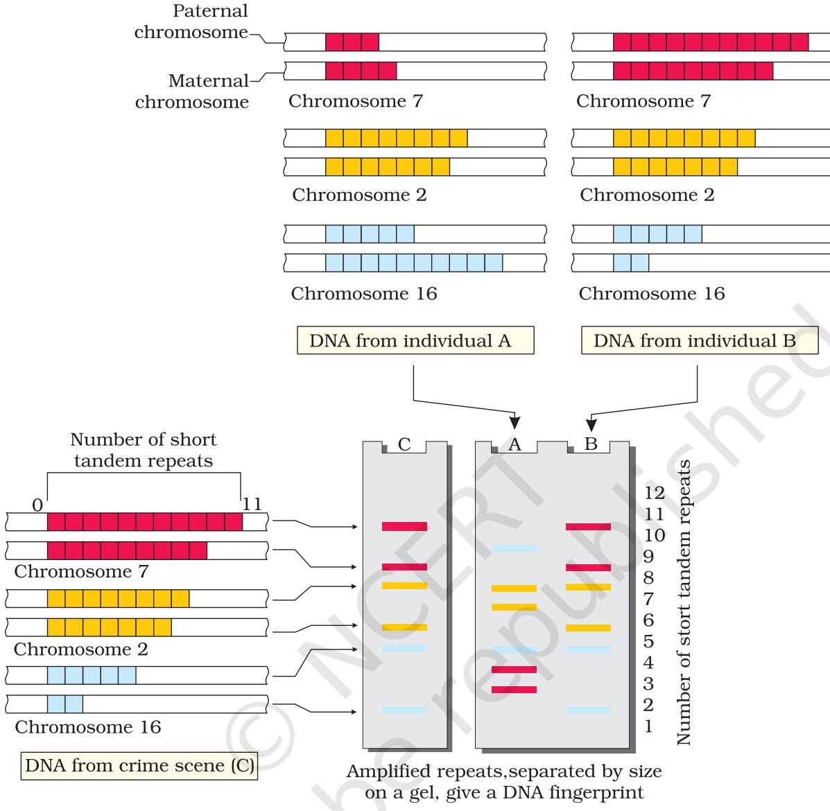 Figure 5.16 Schematic representation of DNA fingerprinting: Few representative chromosomes have been shown to contain different copy number of VNTR. For the sake of understanding different colour schemes have been used to trace the origin of each band in the gel. The two alleles (paternal and maternal) of a chromosome also contain different copy numbers of VNTR. It is clear that the banding pattern of DNA from crime scene matches with individual B, and not with A.