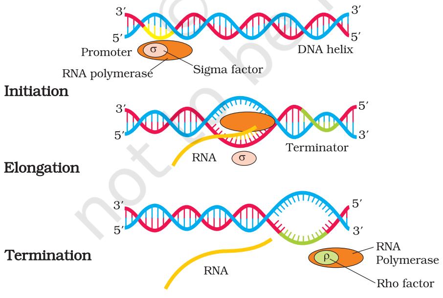 Figure 5.10 Process of Transcription in Bacteria