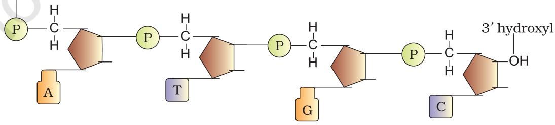 Figure 5.1 A Polynucleotide chain