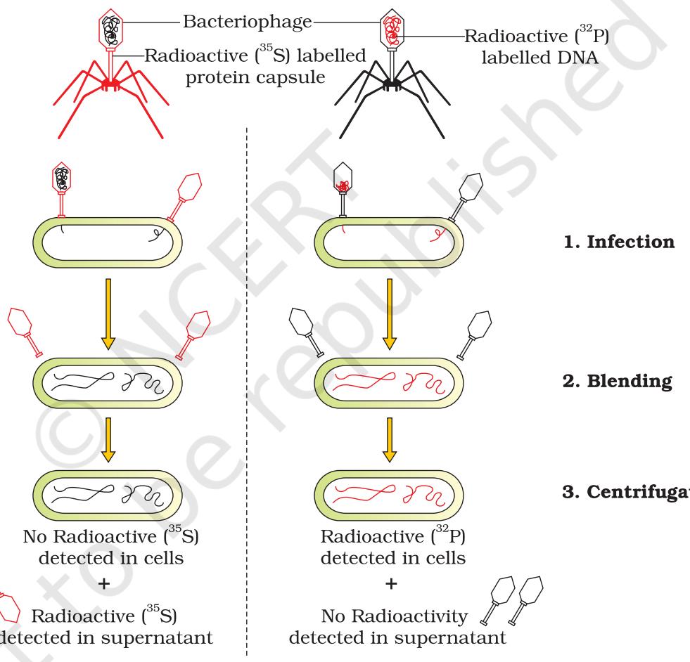 Figure 5.5 The Hershey-Chase experiment