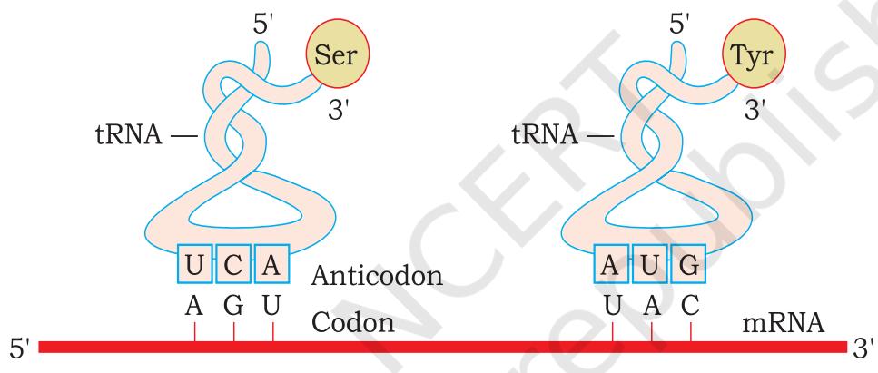 Figure 5.12 tRNA - the adapter molecule